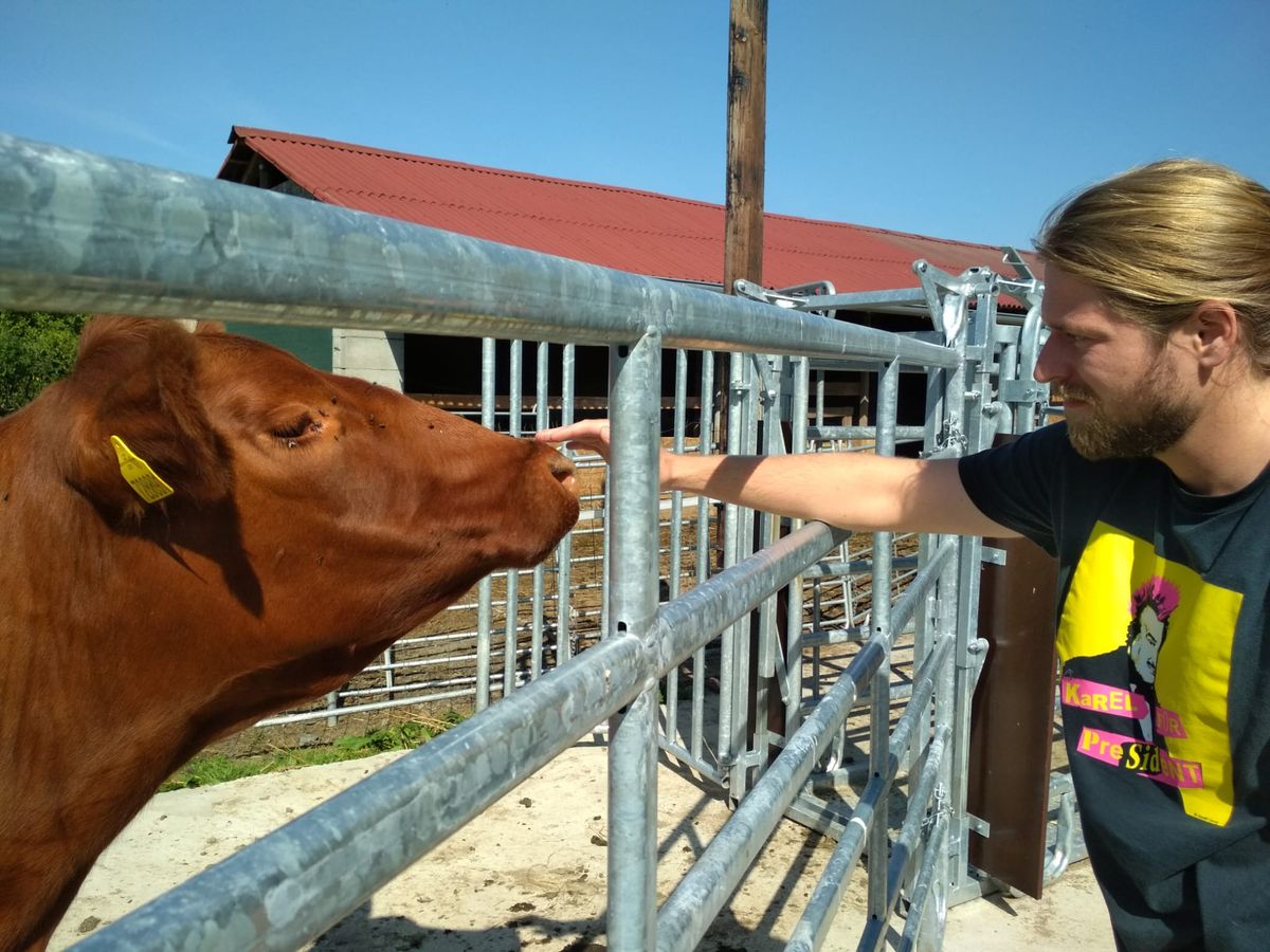 Matej Opatrny reaching over a metal cattle fence to touch a brown cow