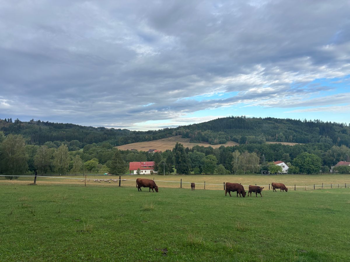 Brown cows grazing on a green pasture below wooded hills in Šumava